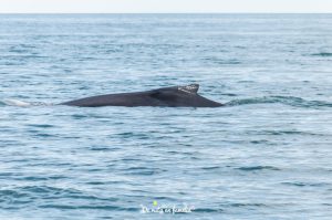 avistar ballenas en Islandia