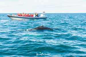 avistar ballenas en Húsavík