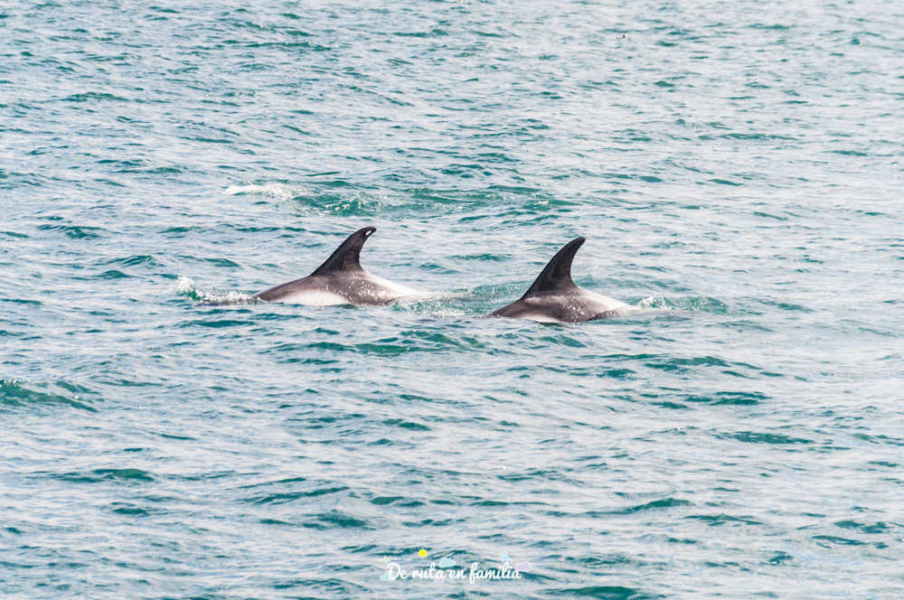 delfines en Húsavík