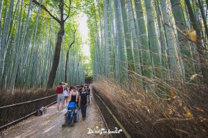 visitar Kyoto bosque de bambú Arashiyama