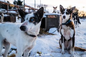 trineo de perros en Tromso