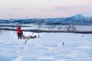 trineo de perros en Tromso