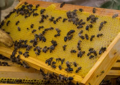 Actividad El mundo de las abejas de Drac Actiu
