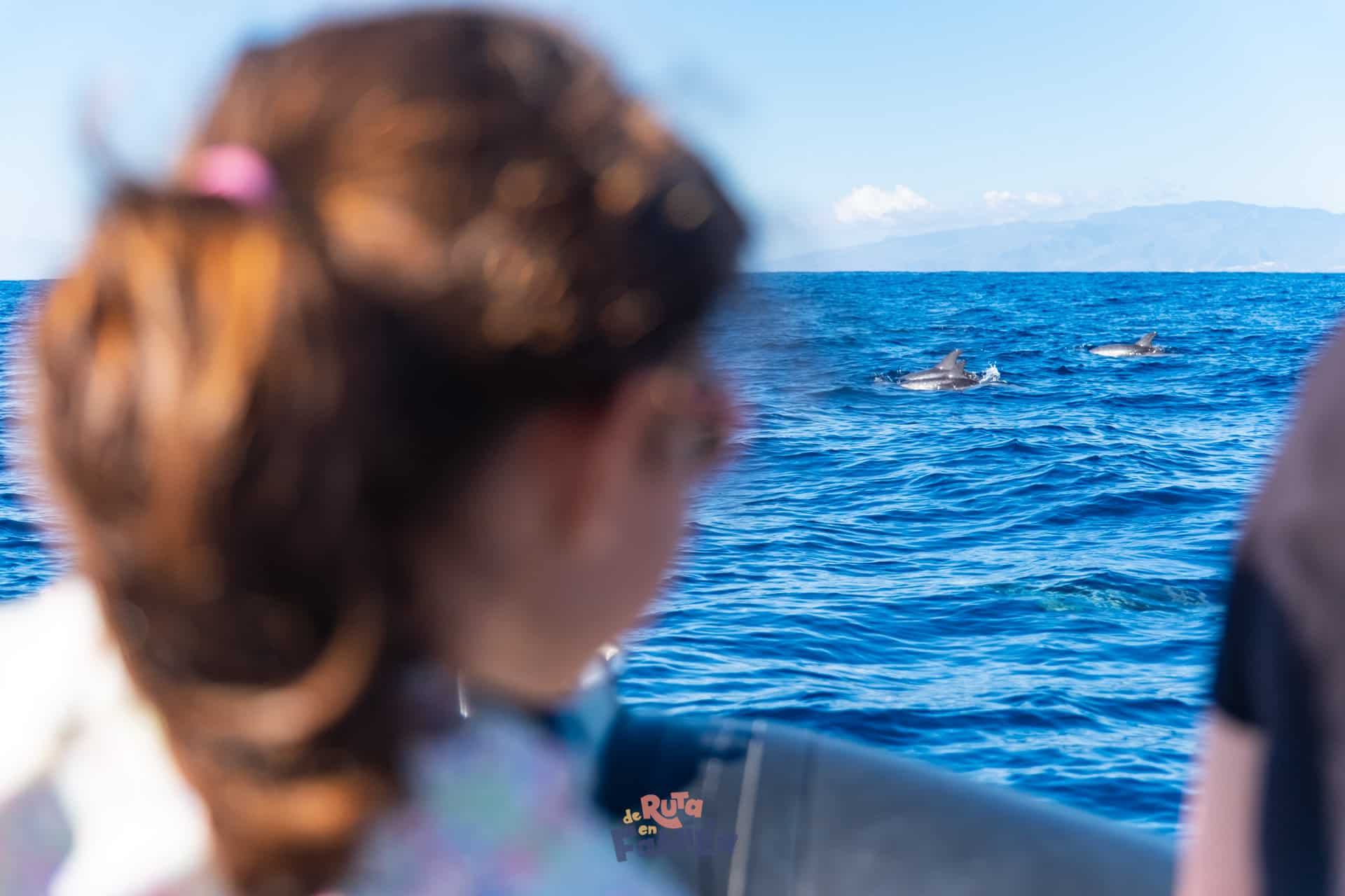 Ver delfines en Tenerife