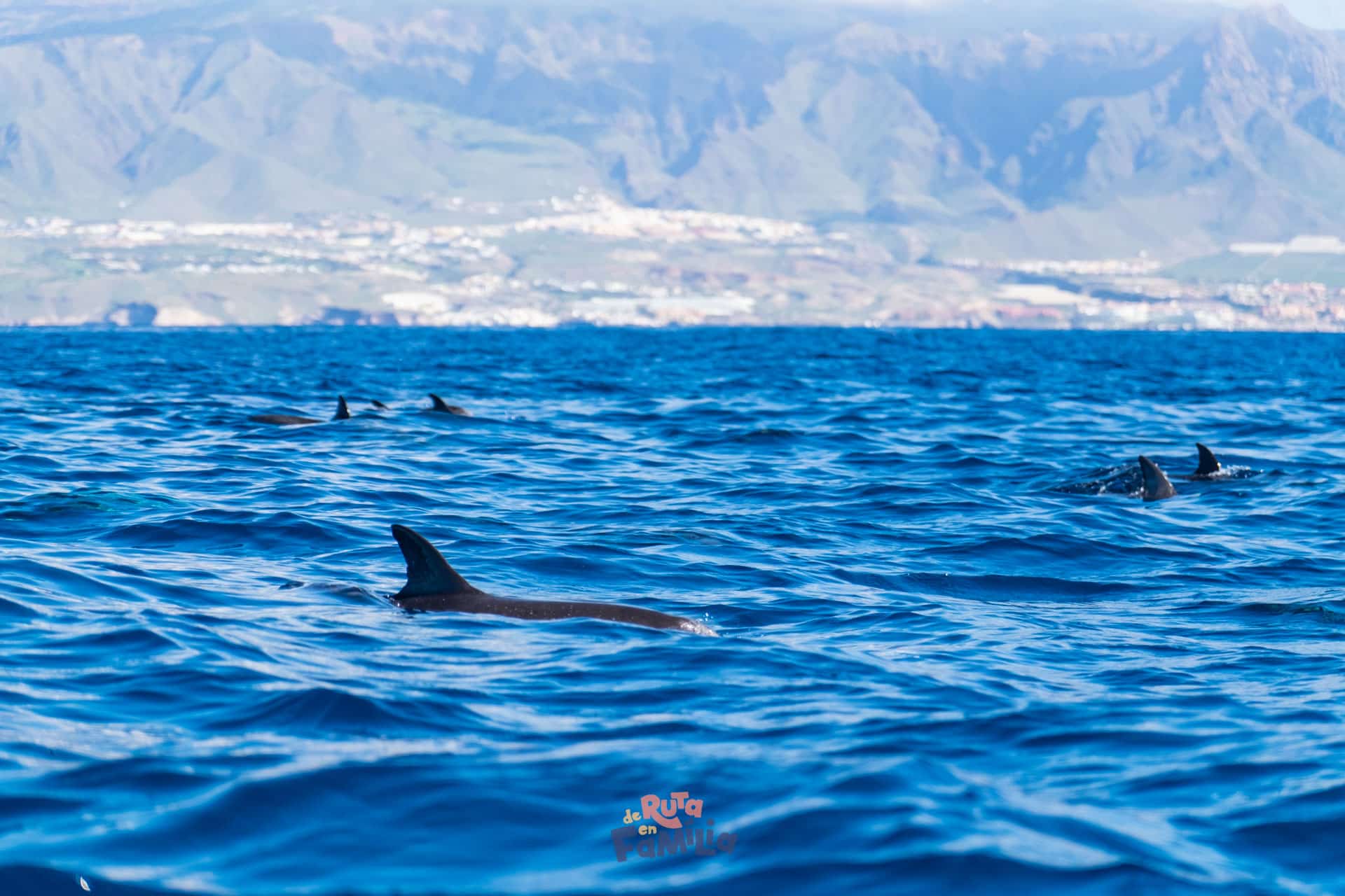 Delfines moteados en Tenerife