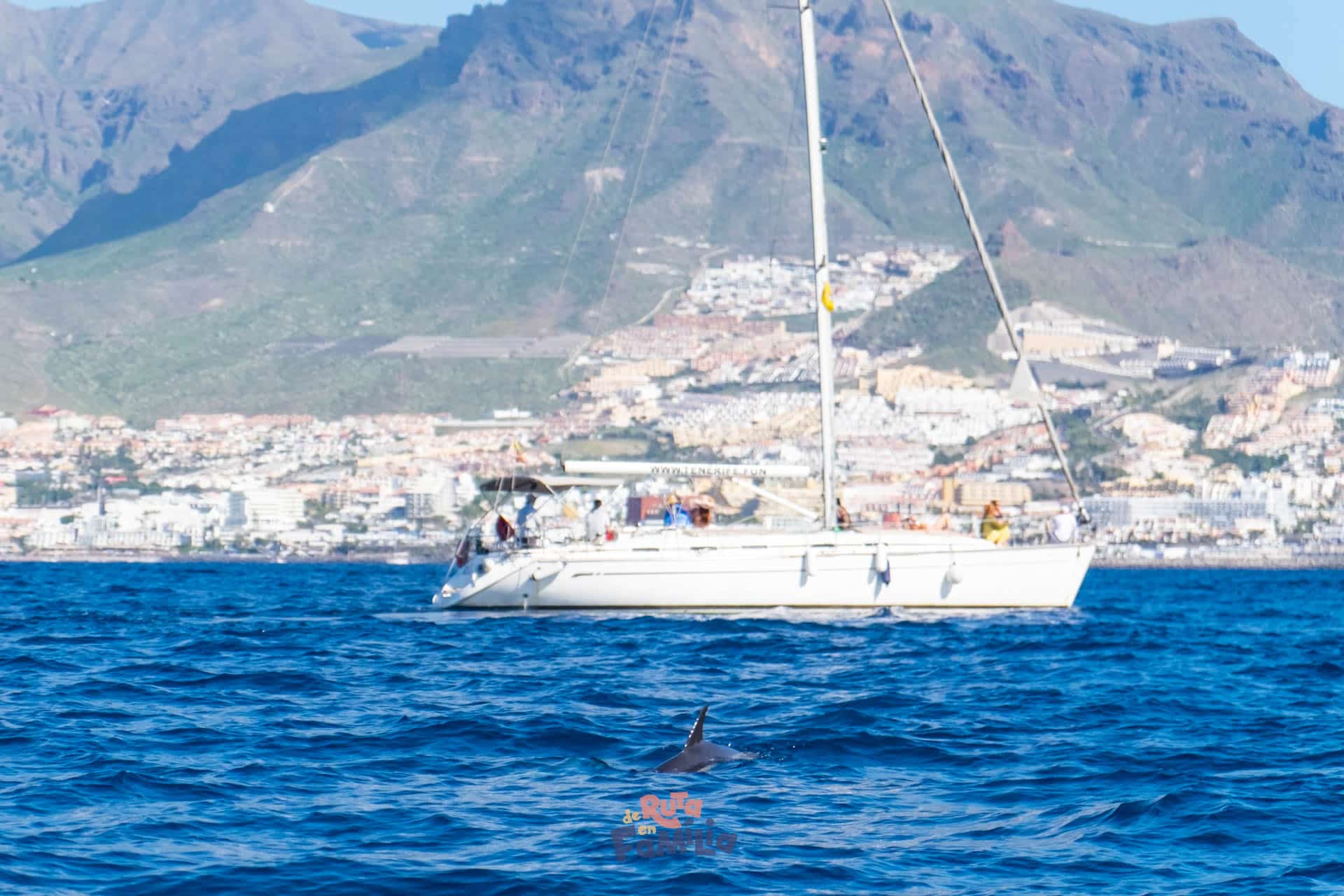 Avistamiento de delfines y ballenas en Tenerife